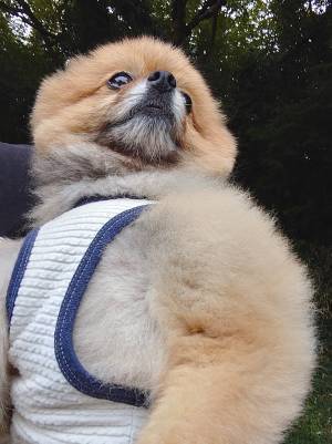 タンクトップを着たポメラニアン　写真に「強そう」「胸筋スゴイ」