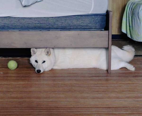 リラックスしてる柴犬　いる場所が予想外のところで…