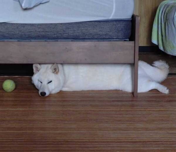 犬の写真