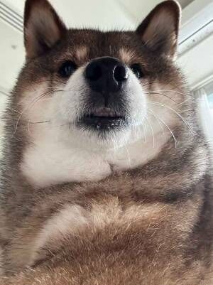 犬の写真