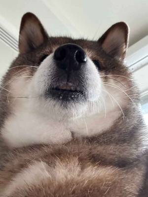 飼い主「行方を知りませんか！？」　愛犬の１枚に「笑わずにはいられません」