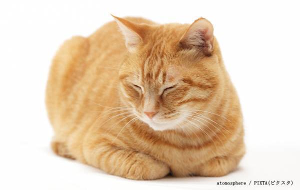 ぬいぐるみの上で眠る猫、手元を見ると？　「あぁ…尊い」「なんか泣ける」