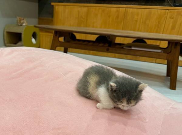 ぬいぐるみの上で眠る猫、手元を見ると？　「あぁ…尊い」「なんか泣ける」