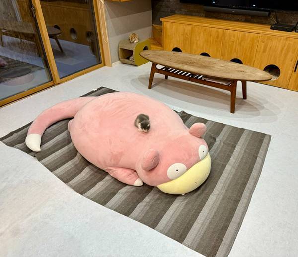 ぬいぐるみの上で眠る猫、手元を見ると？　「あぁ…尊い」「なんか泣ける」