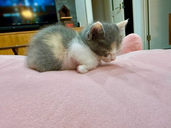 ぬいぐるみの上で眠る猫、手元を見ると？　「あぁ…尊い」「なんか泣ける」