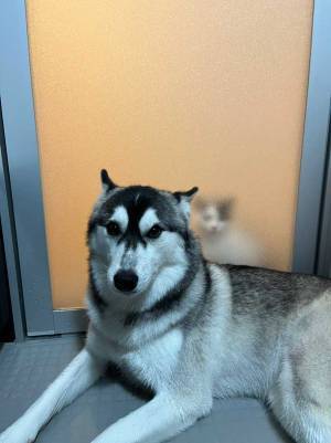 「最強守護者がいる犬」　ハスキーの背後にいたのは？　「こっちがラスボス」