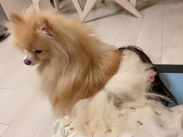 「がっつりだ…！」　お座りしたポメの様子に吹き出す人続出