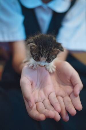 子猫の写真