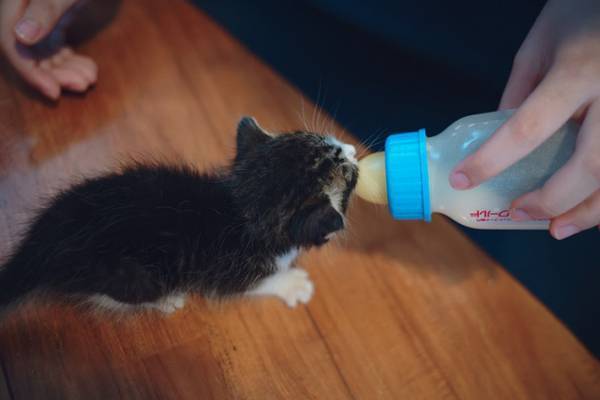 下校中の息子が、道端で…　出来事に「漫画のような展開」「素敵です」