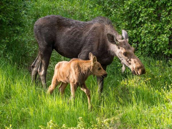 生まれて初めて道路を渡るヘラジカの赤ちゃん　すると母親が？