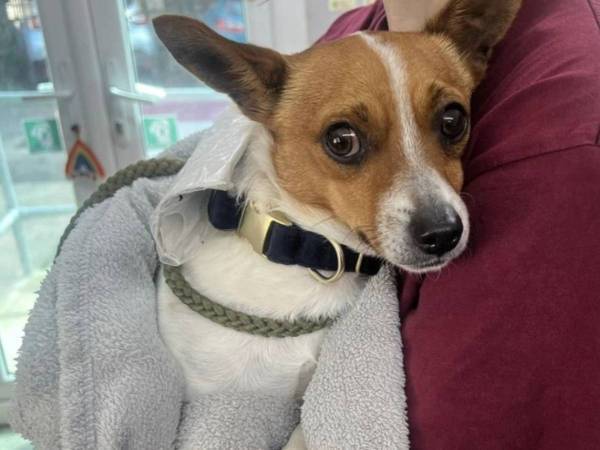 「すごく悲しそう」　路上で見つかった子犬　首輪に手紙が付いていて？