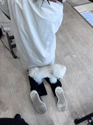 トリマーの邪魔をする犬　その姿に「何食わぬ顔で笑う」「癒された」