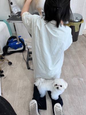 トリマーの邪魔をする犬　その姿に「何食わぬ顔で笑う」「癒された」