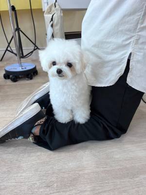 トリマーの邪魔をする犬　その姿に「何食わぬ顔で笑う」「癒された」