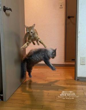 鉢合わせた猫たち　　左右によけるのではなく…？「笑った」「すごい躍動感」