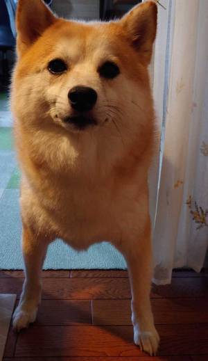 こっそりオヤツを食べようと、冷蔵庫を開けると？　「完全にバレている」