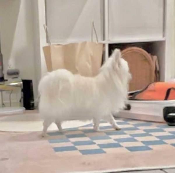 脚を洗ってもらった犬　自信に満ちた姿に「爆笑」「ウォーキングが美しい」