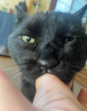 おしゃぶり子猫が成長すると？　ビフォーアフターに「変わっとらん」