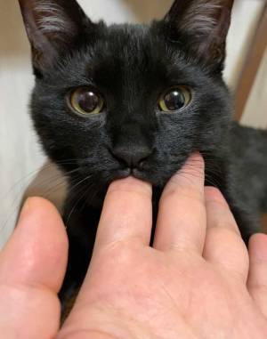 おしゃぶり子猫が成長すると？　ビフォーアフターに「変わっとらん」