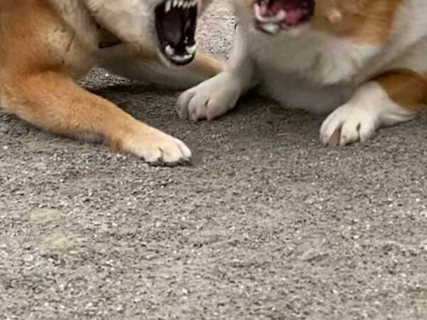 興奮してる柴犬　表情がとんでもなくて…「笑った」