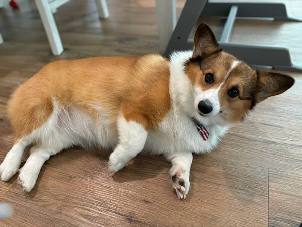 もっとなでてほしかったのに…　甘えん坊のコーギーが見せた表情が？