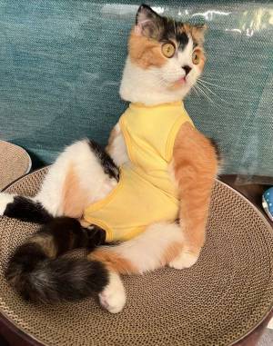 「猫をやめようかな」　疲れ切ったおじさんと化した猫に「吹き出した」