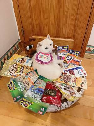 １２歳になった白柴　まさかのプレゼントに「幸せな光景」「ナイスアイディア」