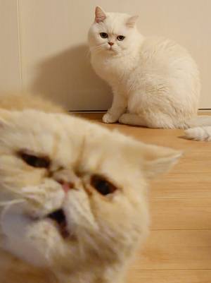 愛猫にカメラを向けていたら…？　決定的な瞬間に「めちゃくちゃ笑った」「爆笑」