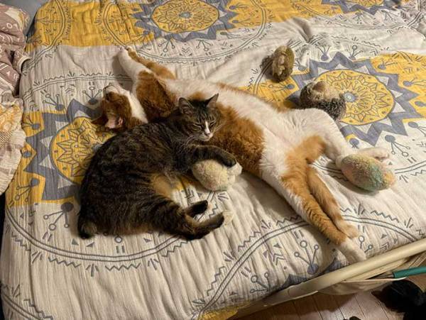 帰宅して、ベッドを見たら…　占領されていたものに「笑った」「仕方ない」