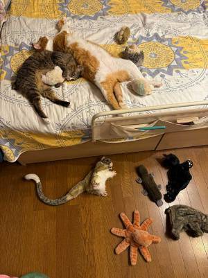 帰宅して、ベッドを見たら…　占領されていたものに「笑った」「仕方ない」