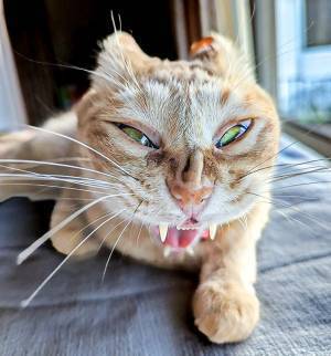 「私の戦闘力は５３万です」　茶トラ猫の表情に「参りました」「噛まれたい」