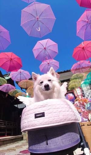 飼い主「かわいいと思っている顔だわ」　表情に「最高です」「完全に理解してる」