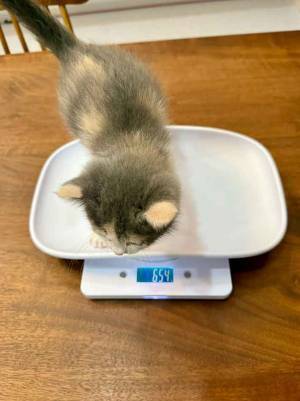 ３匹の猫が？　体重計測中の１枚に「保護者だな」「大混雑してる」