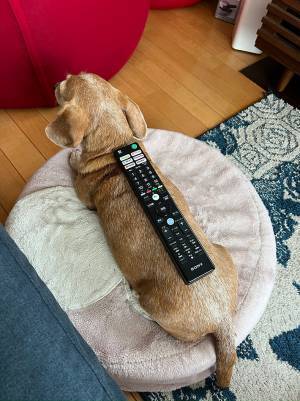 リモコンの下にいるのは？　正体に「サイズがぴったり」「爆笑」