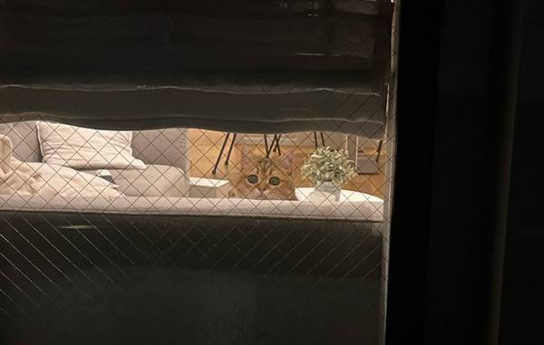 飼い主がコンビニに行こうとすると？　『ぴえん』顔の猫に「これは帰る」