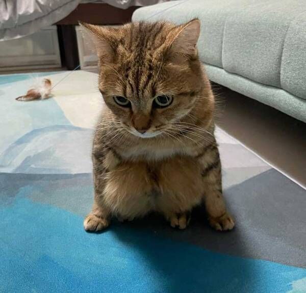 猫の写真