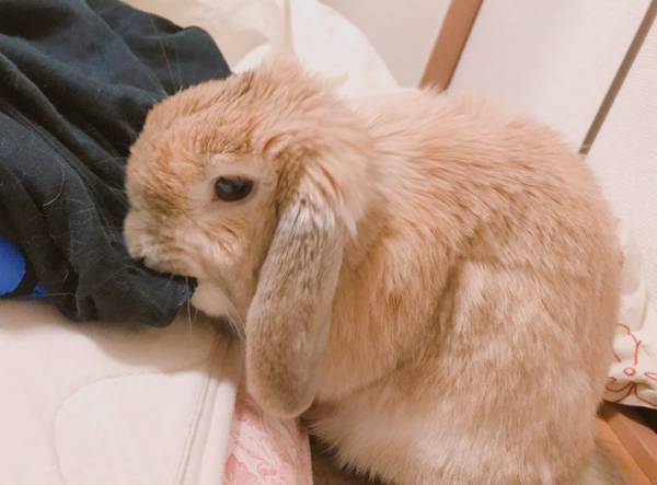 「これは…涙腺崩壊」　留守番中のウサギの行動に、飼い主「ガチ泣きした」