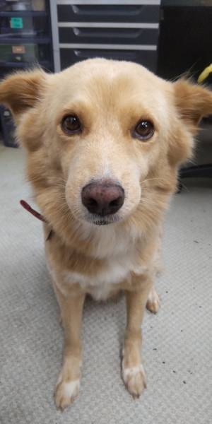 「僕じゃありません」　無実を証明しようとする犬の表情が、こちら