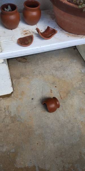 「僕じゃありません」　無実を証明しようとする犬の表情が、こちら