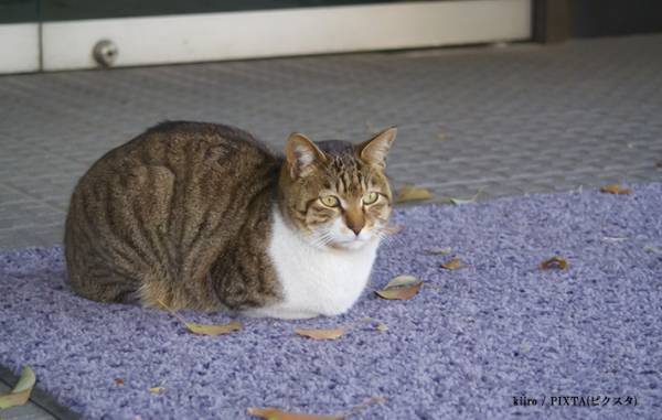 「謎の生物になっているけど…」　猫の体勢に「香箱座り…？ん…？」「空飛びそう」