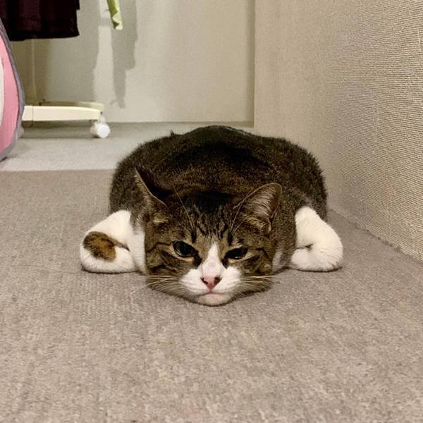 「謎の生物になっているけど…」　猫の体勢に「香箱座り…？ん…？」「空飛びそう」