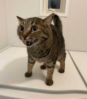 逆ギレする猫　９万人が吹き出したワケに「顔が情けない」「怯んでいる」