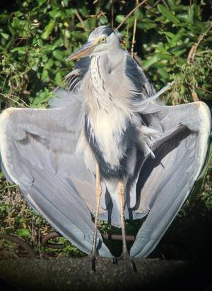 「怖いか？俺の羽毛が…」　１０万件の『いいね』が付いた１枚が、こちら