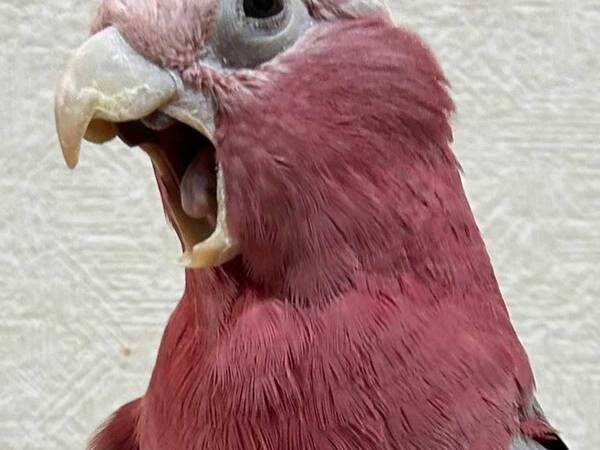 インコのお腹に指を入れると？　リアクションに「笑った」「何回でも見れる」