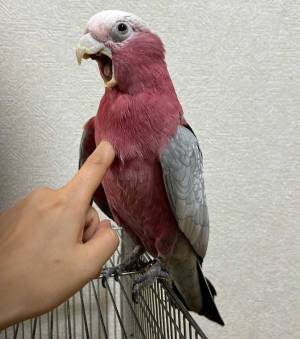 インコのお腹に指を入れると？　リアクションに「笑った」「何回でも見れる」