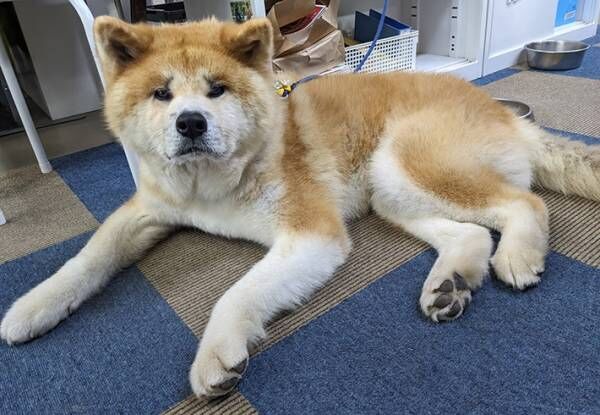 秋田犬の写真