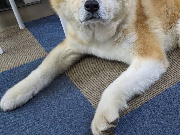 客に「寝不足ですか？」といわれた秋田犬　表情に「確かに眠そう」「かわいすぎる」