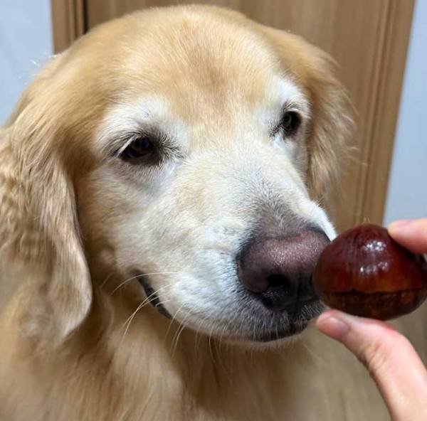 自宅にあった栗　何気なく犬に添えてみると…「笑った」「違和感なさすぎ」