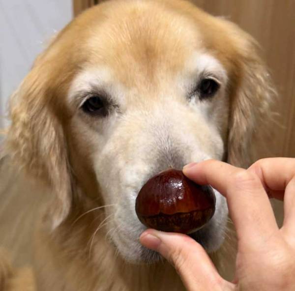 自宅にあった栗　何気なく犬に添えてみると…「笑った」「違和感なさすぎ」