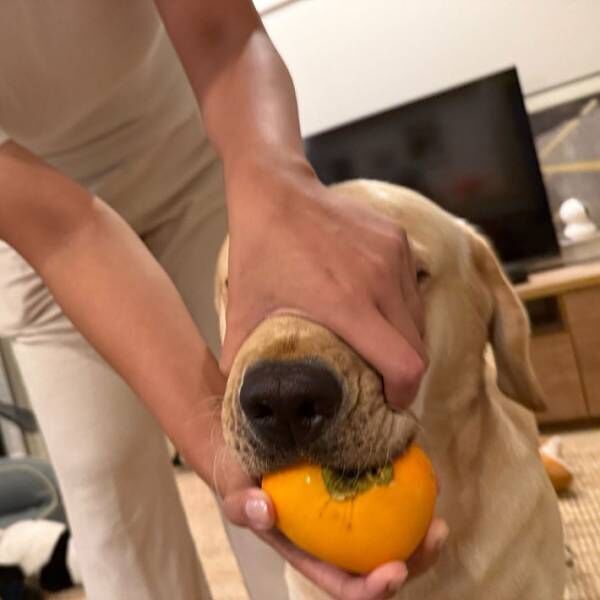 泥棒した犬の写真